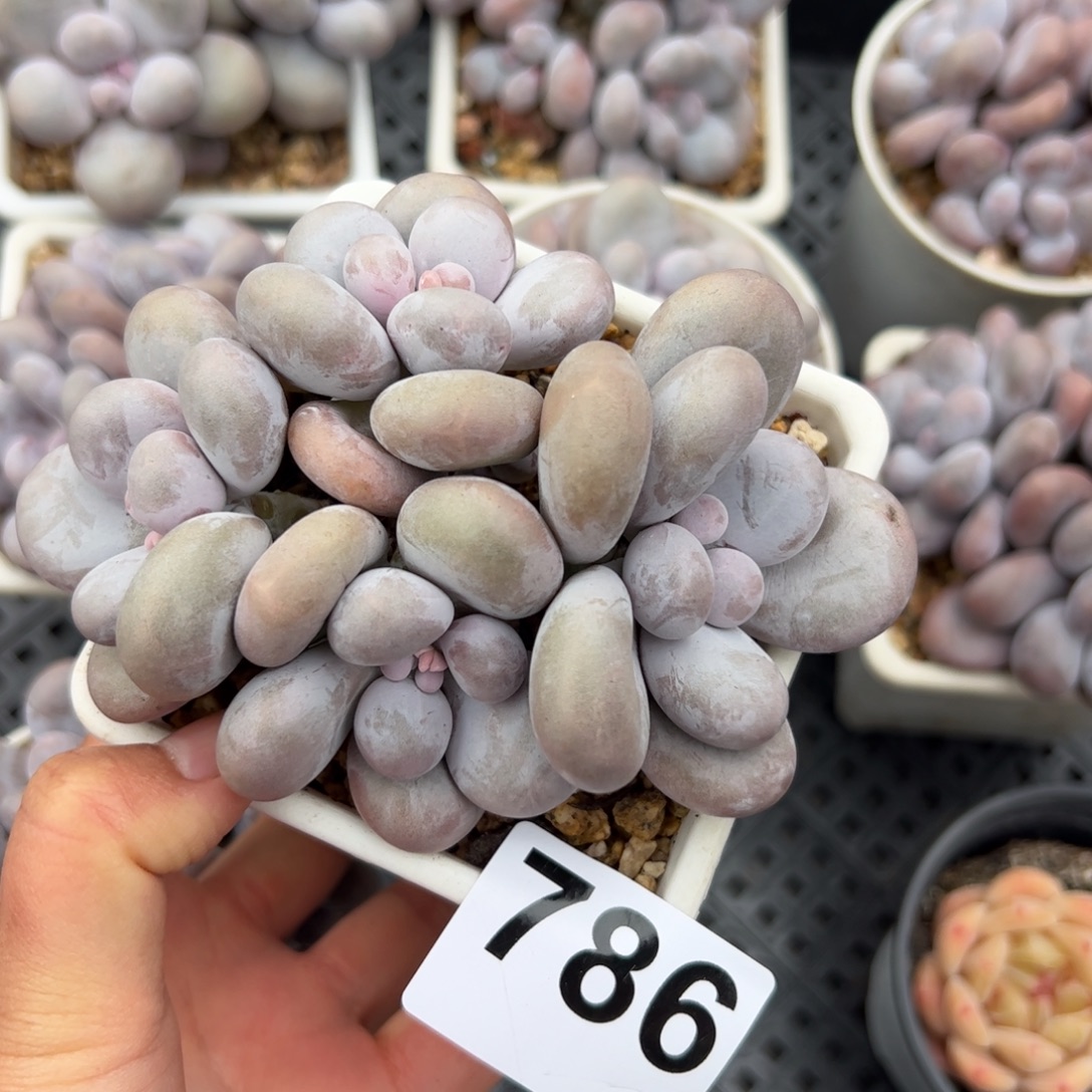 *****786 满38包邮多肉植物