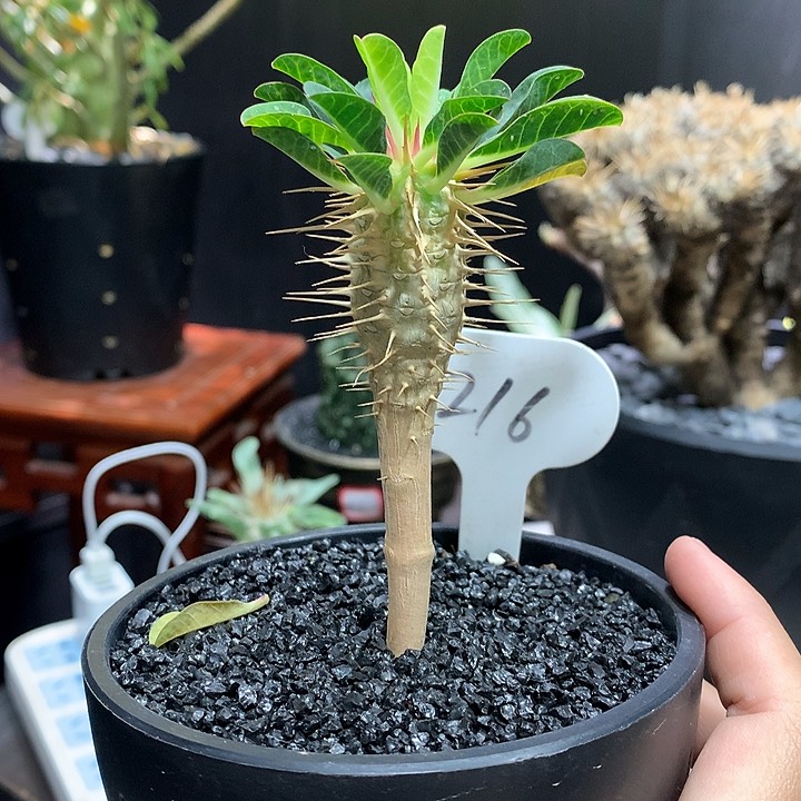 216鬼切阁11111111111