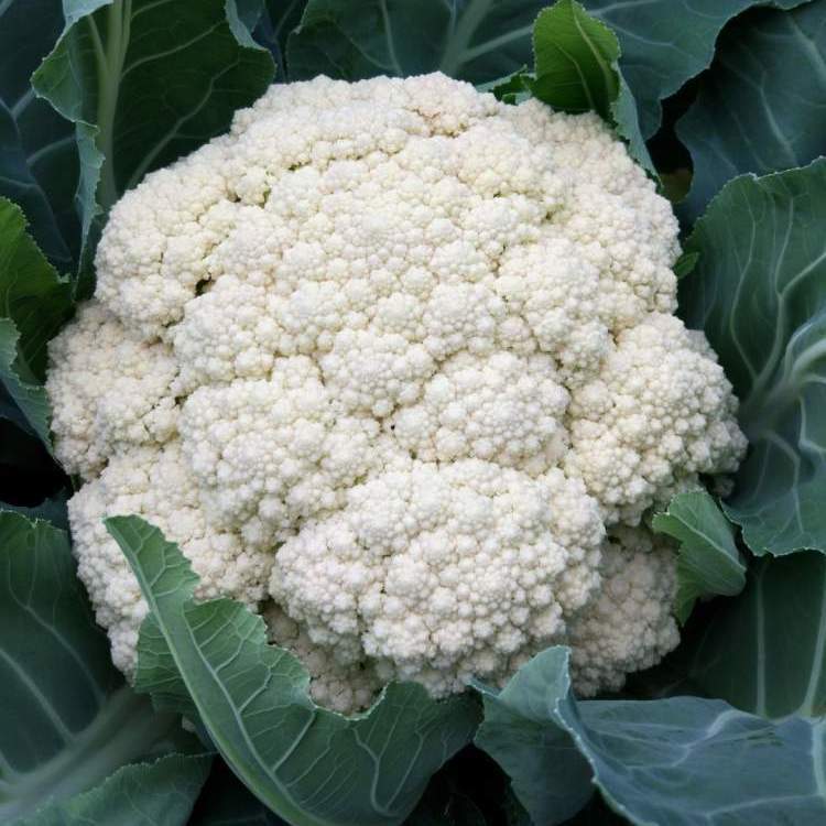 云南高原露天花菜（有机花）5斤 现砍现发