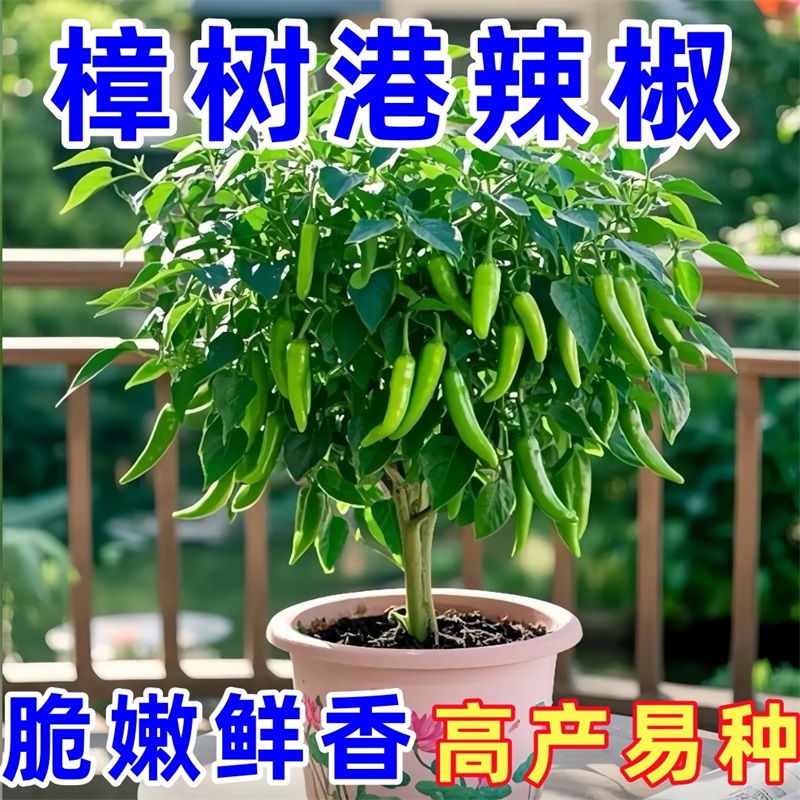 正宗樟树港辣椒种子高产阳台盆栽好养易种活农家蔬菜种孑辣椒种孑