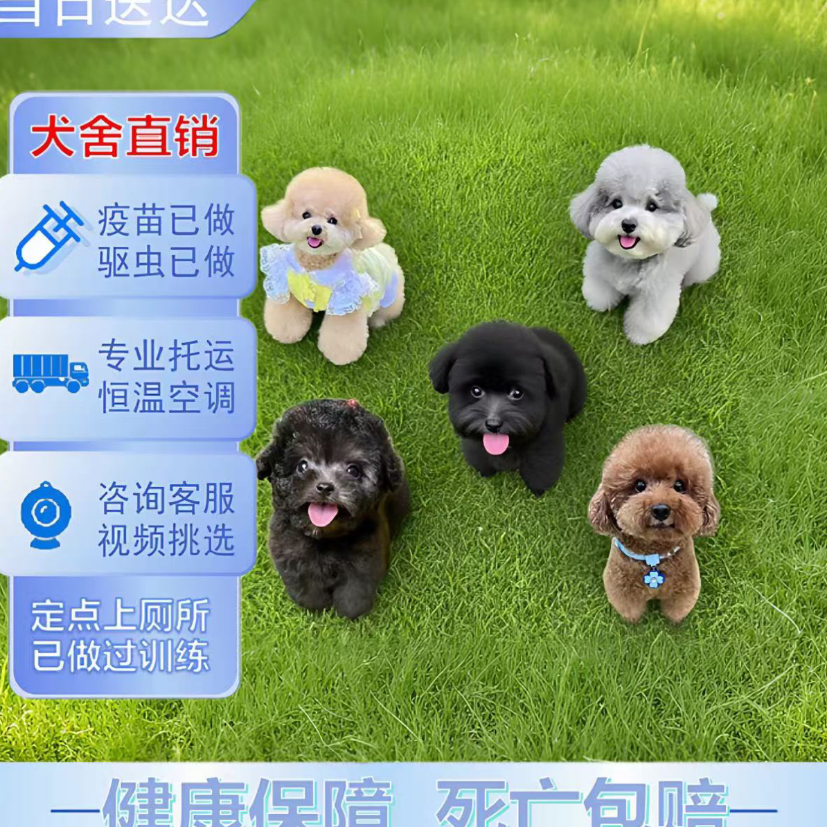 纯种泰迪幼犬灰泰迪香槟色泰迪犬茶杯体小体长不大宠物狗狗活体