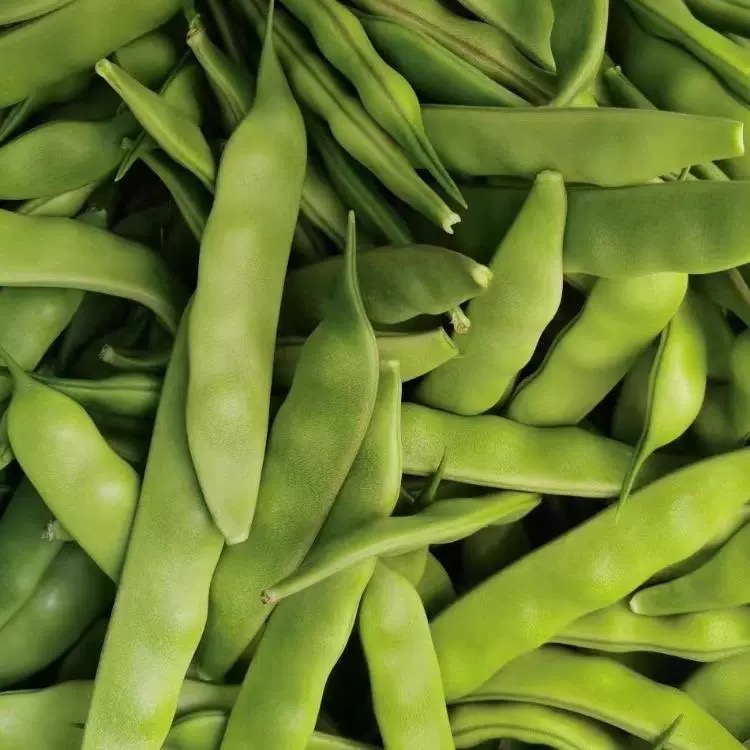 东北梨树特产九月青油豆角新鲜豆角冒泡油豆角3斤5斤【顺丰包邮】