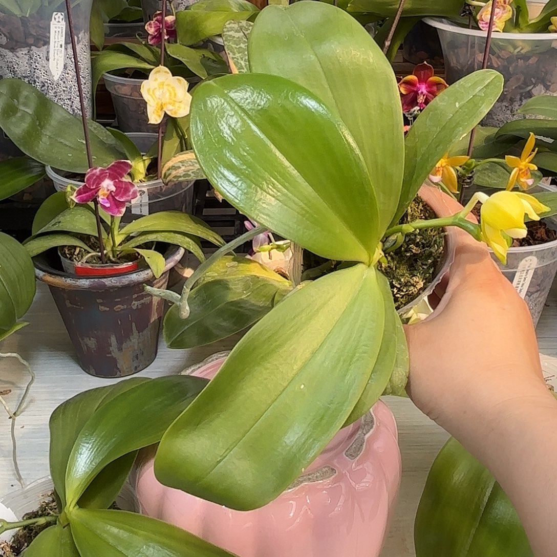 安***号大部分开放少量花苞