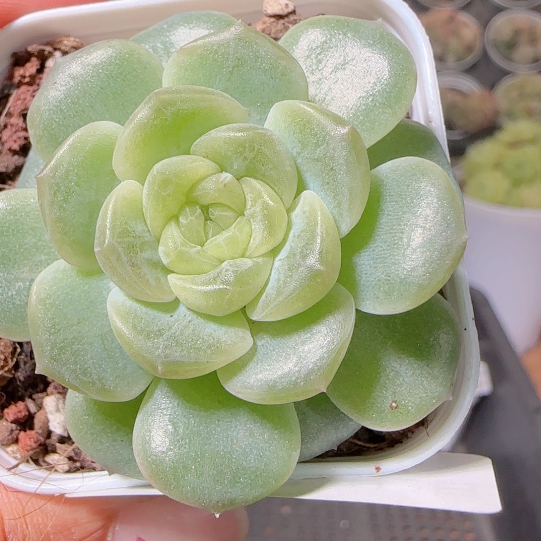 花语多肉1203-268