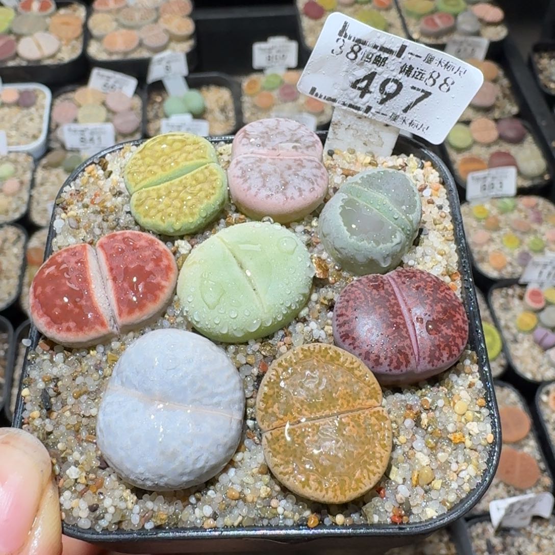 Sss清货便宜卖497