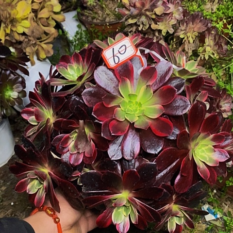 凤冠老桩捧花法师60