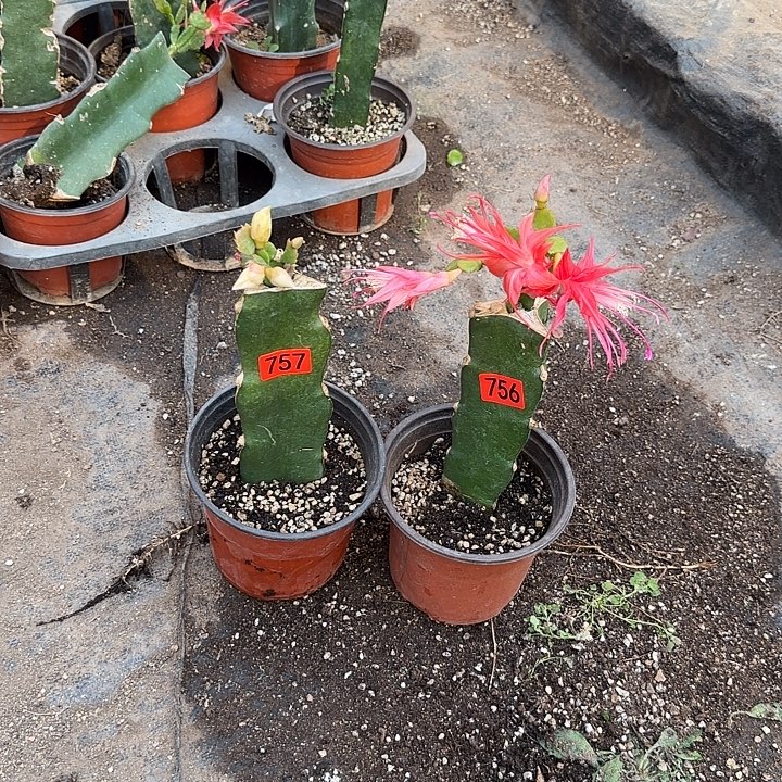 757+756嫁接蟹爪兰：白重+索菲亚（小苗）