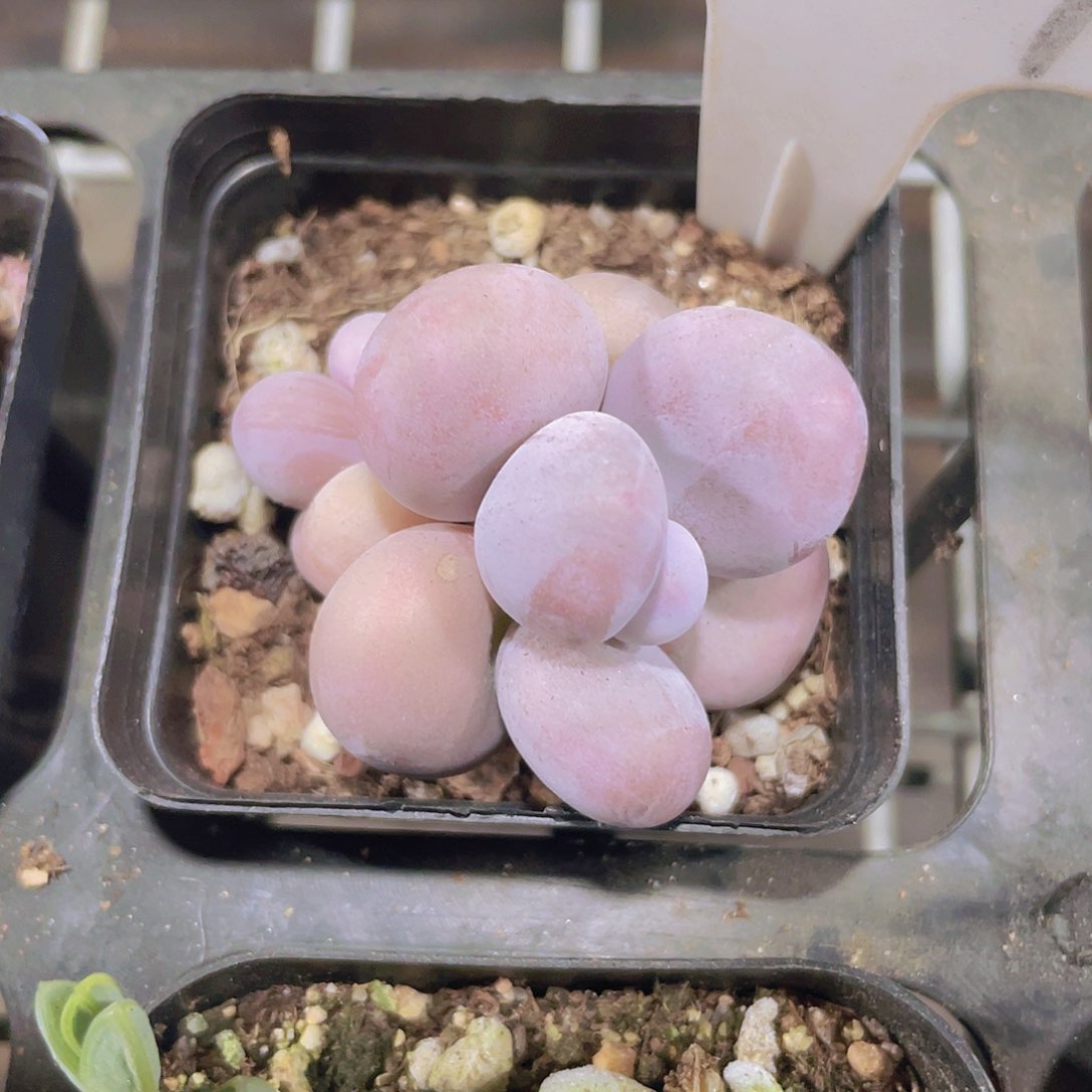 水光针w039一物一拍