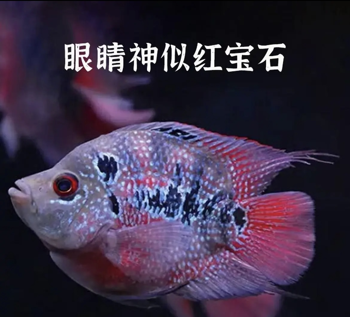 鹦鹉罗汉鱼苗起头大苗麒麟鹦鹉罗汉鱼鸿运火凤凰好养活水族观赏鱼
