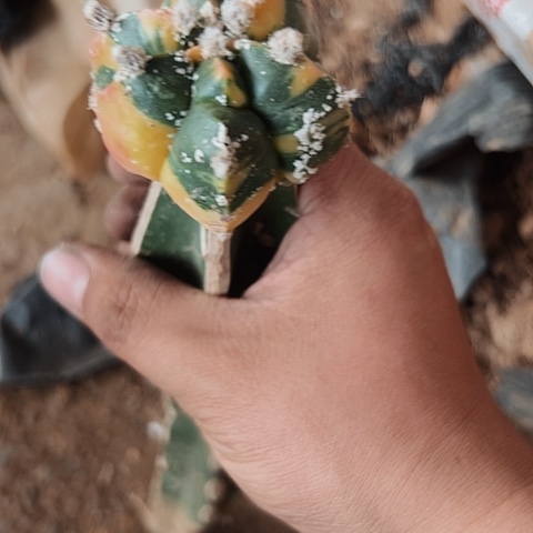 鸾凤玉锦嫁接超值