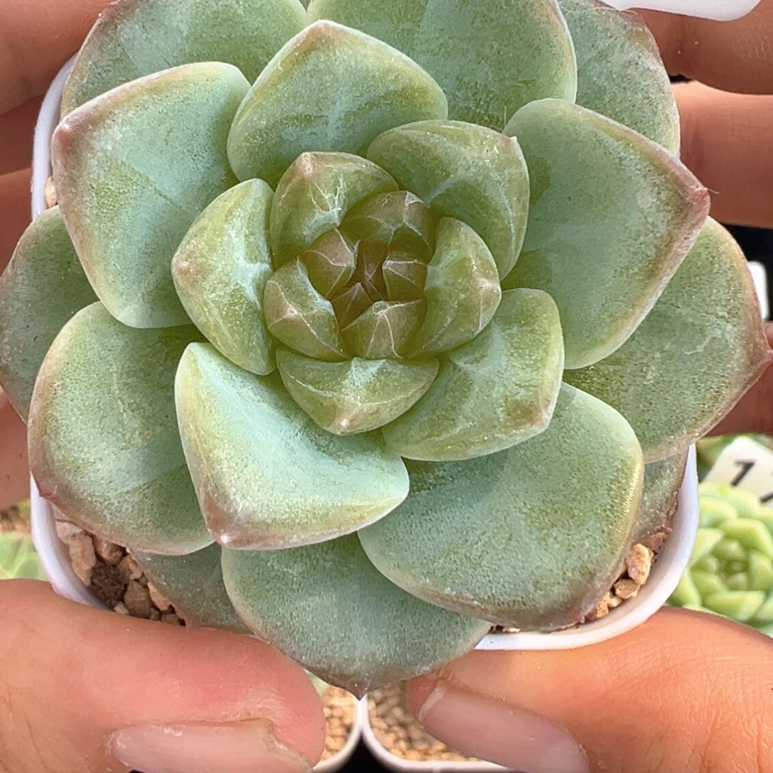 574号风花雪月系列