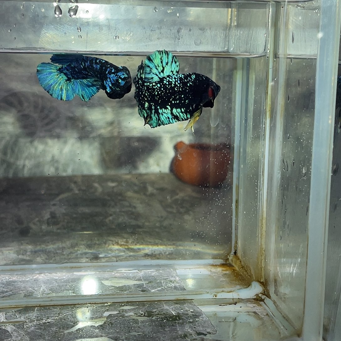 斗鱼育平斗鱼泰国斗鱼