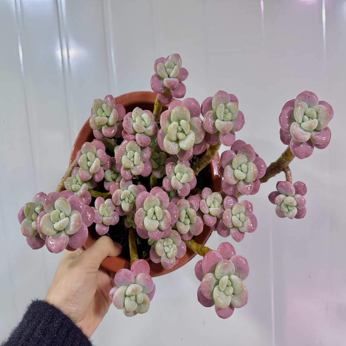 红洛神阳台多肉盆栽多肉植物天鹅绒肉肉净化空气老桩好养植物多肉