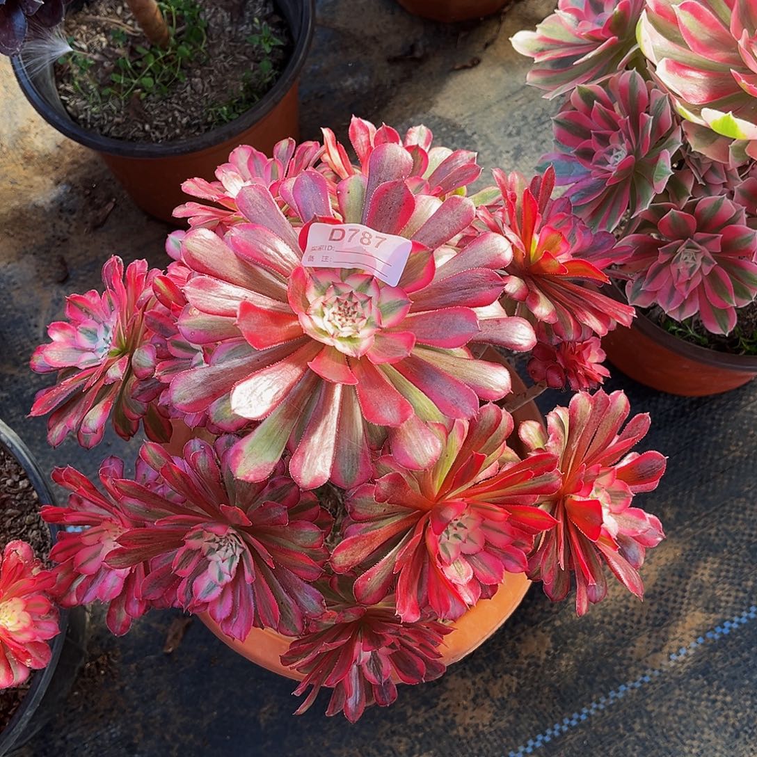 完全开放多肉植物787红铜白