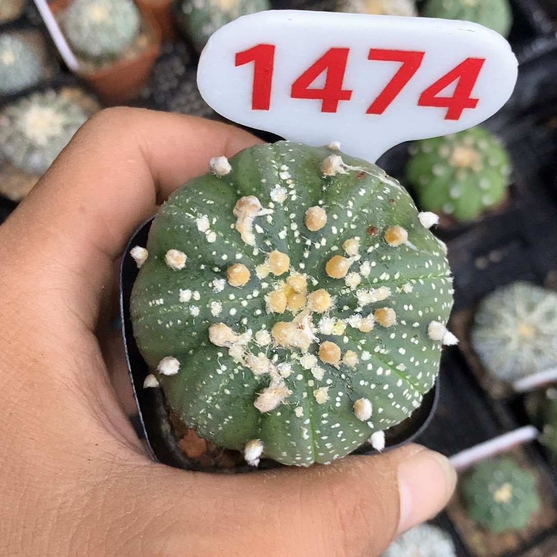 乌***雪1474福利特价来了打