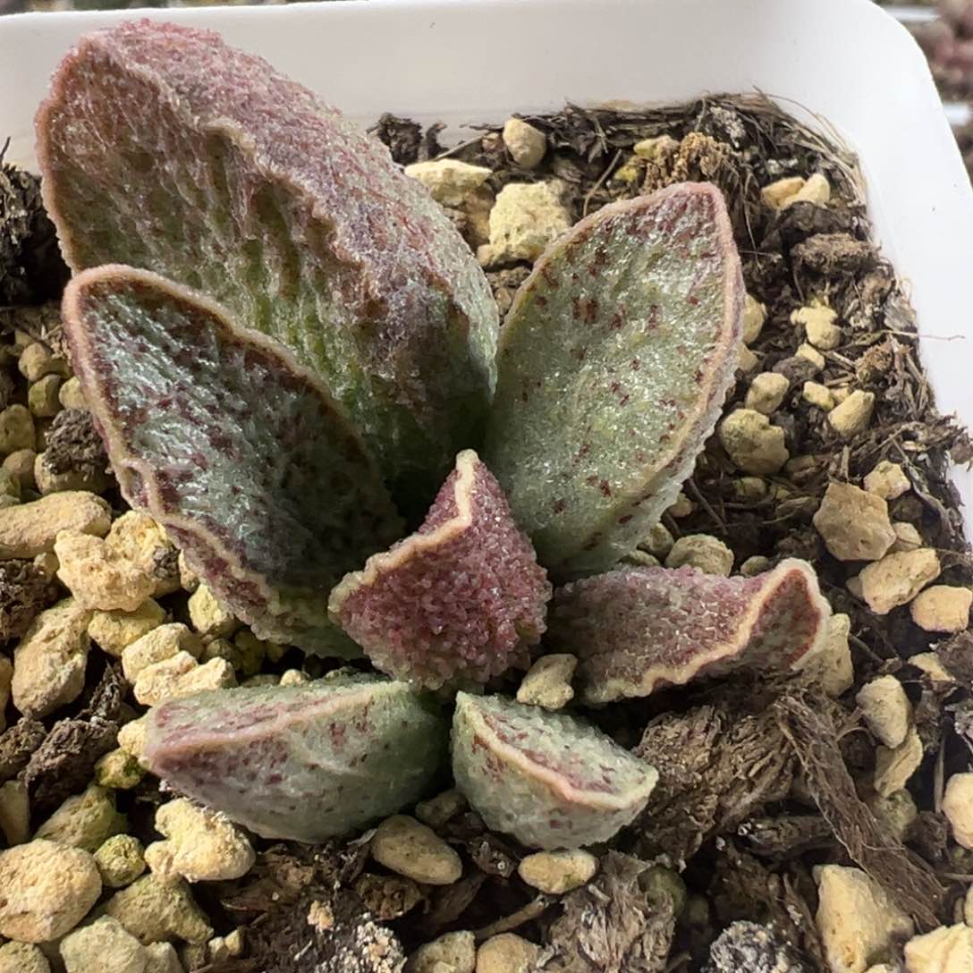 酒红猪肝大苗多肉植物金属感多肉