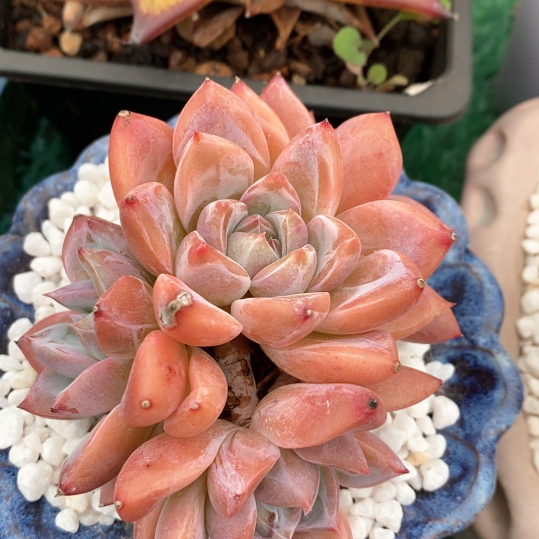 白鹭杂多肉植物盆栽