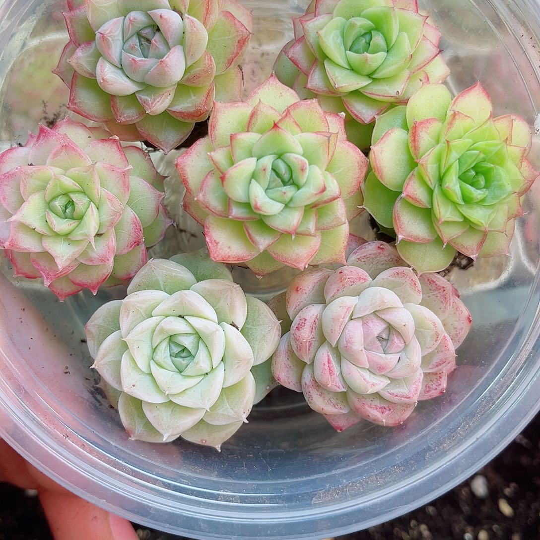 1-716 新疆西藏内蒙不发12.8抱歉2-3公分多肉