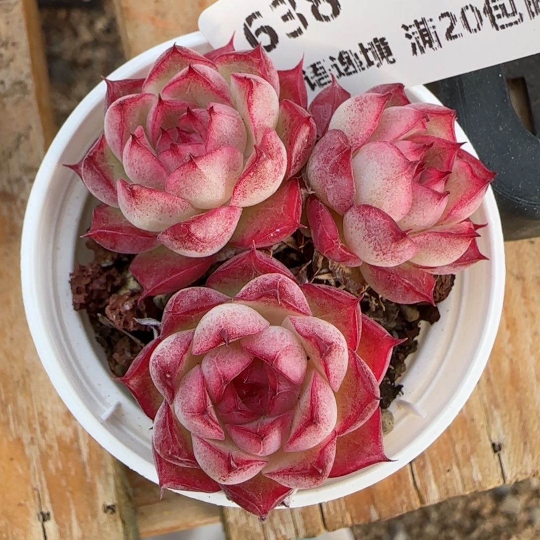 花语逸镜0214-638