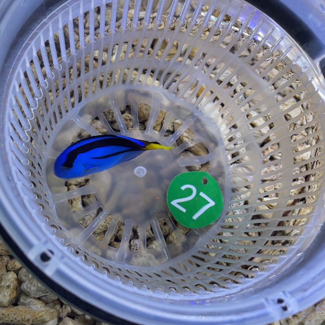 海水鱼蓝调一条顺丰包邮