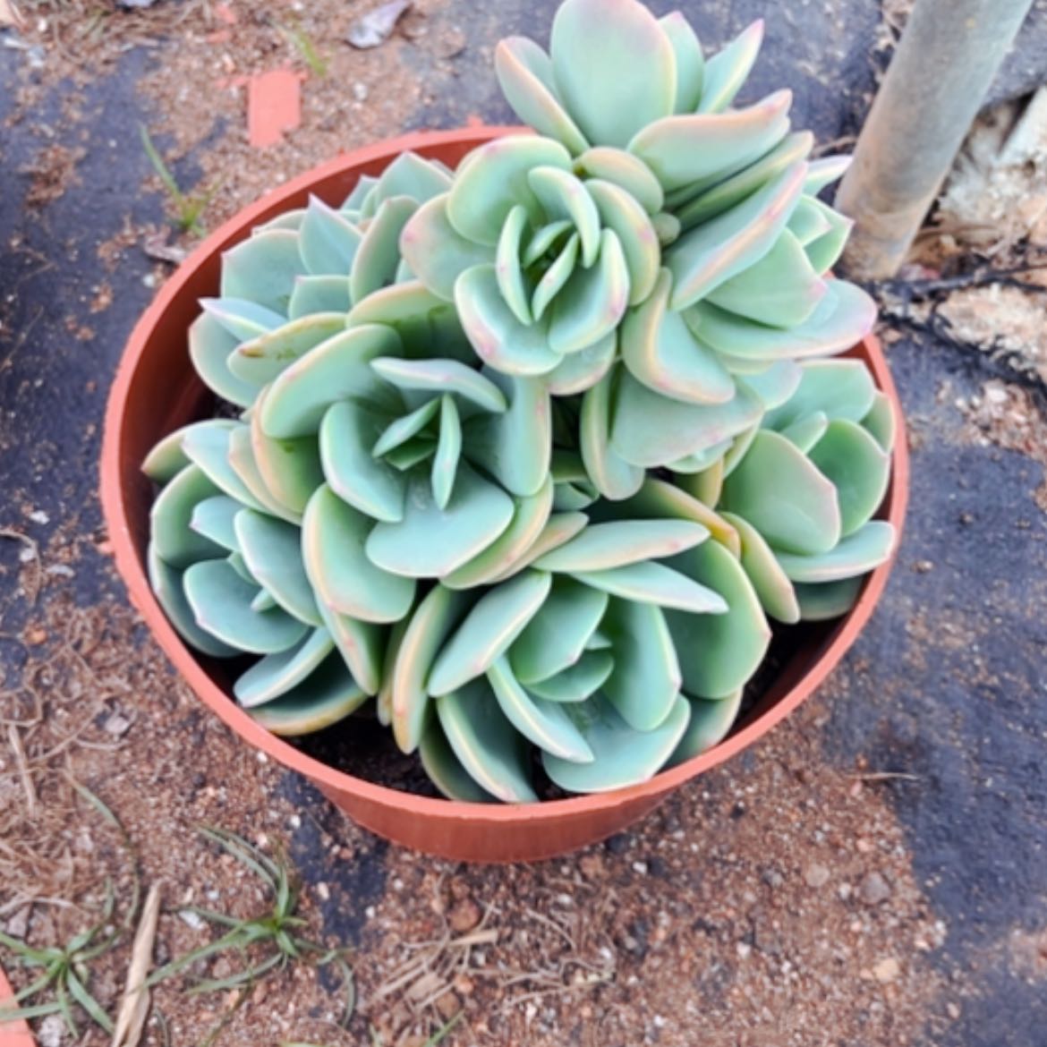 【闪购商品】瑶*?白凤