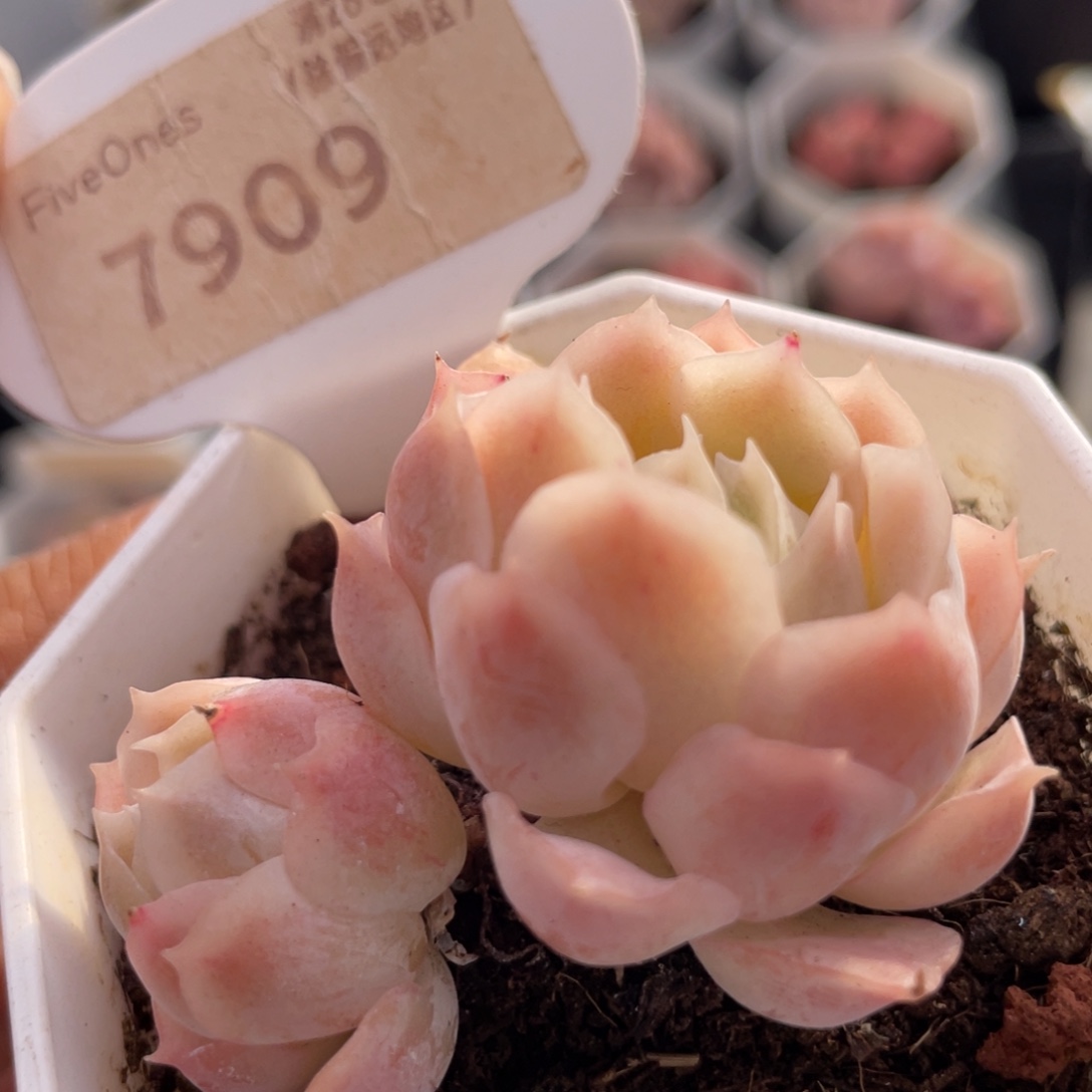 静月7909-5.0厘米