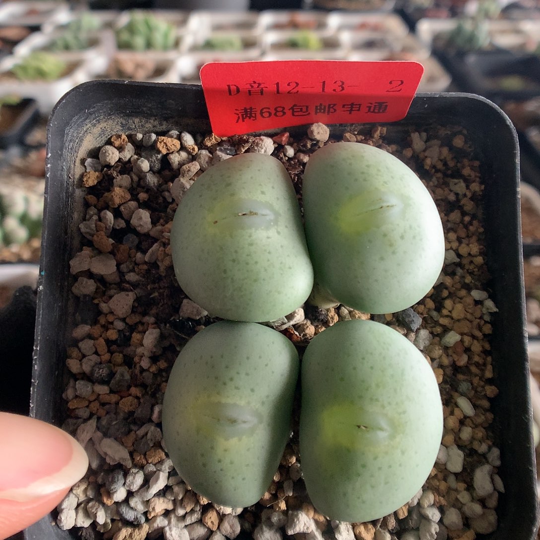 12-13-2 香肠嘴大饼一群