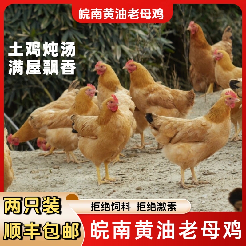 【2只皖南黄油老母鸡】单只2.5-2.9斤 谷物喂养 顺丰新鲜直达