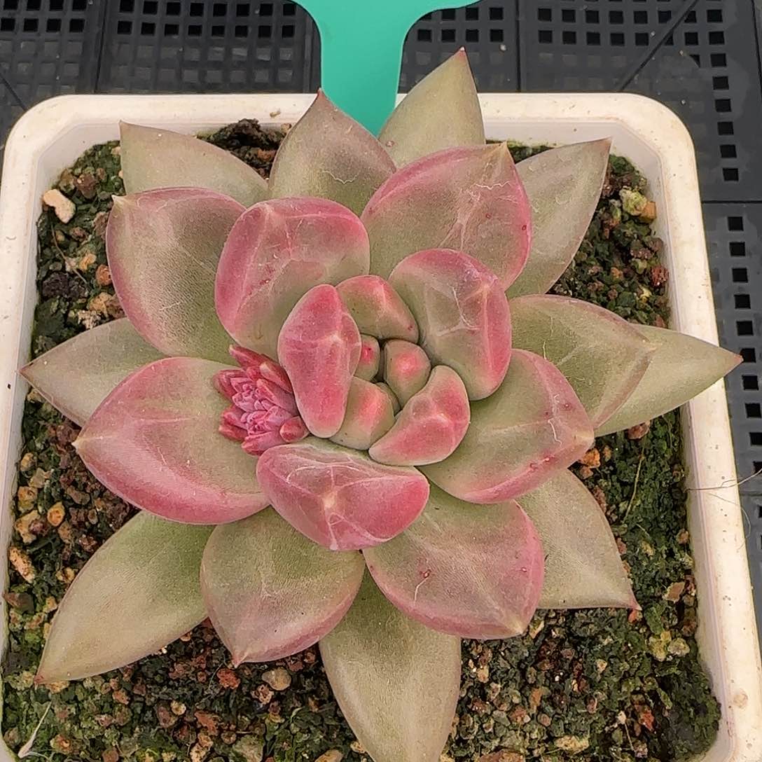 从前慢花园精选0116-55