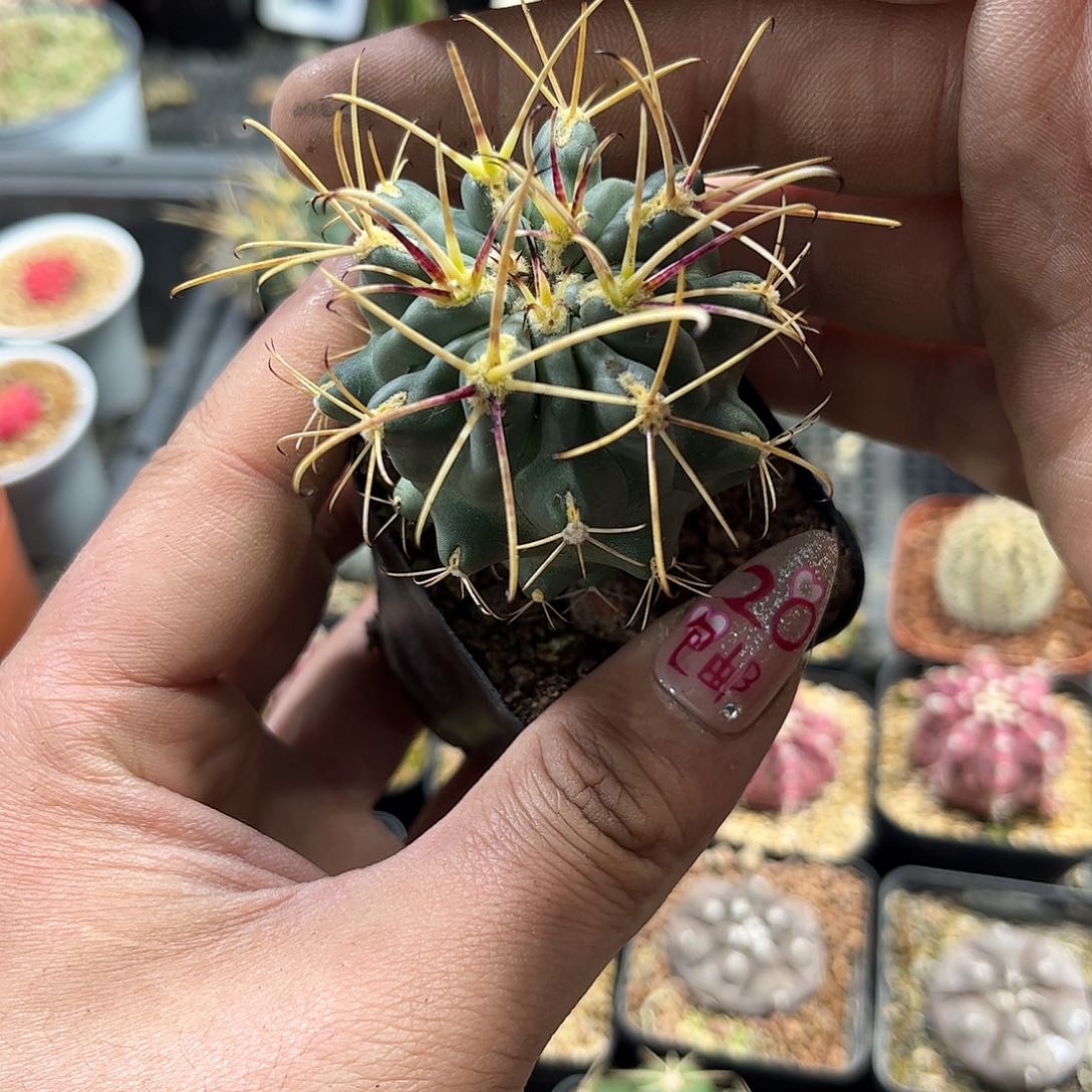 黑罗萨单头发货有根发货