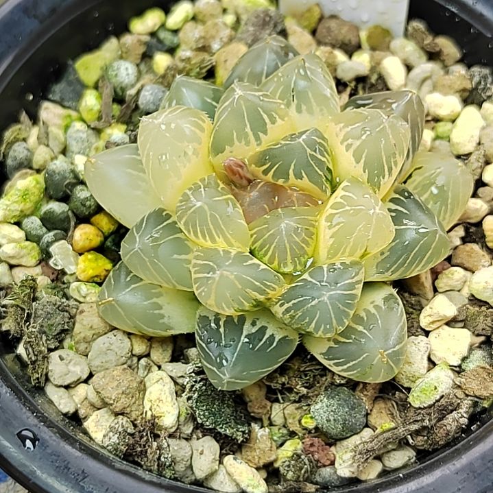 38号糊斑OM锦 5.2厘米左右一物一拍带盆