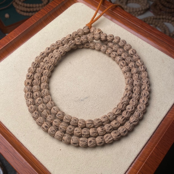 热振柏香籽尸陀林满天星