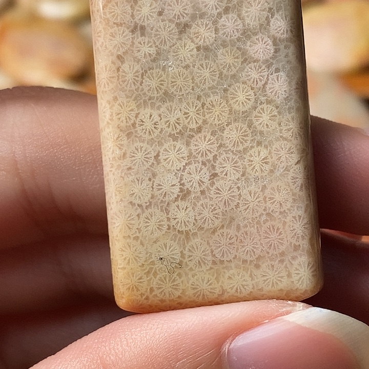 张***师硅化珊瑚未镶嵌颈饰