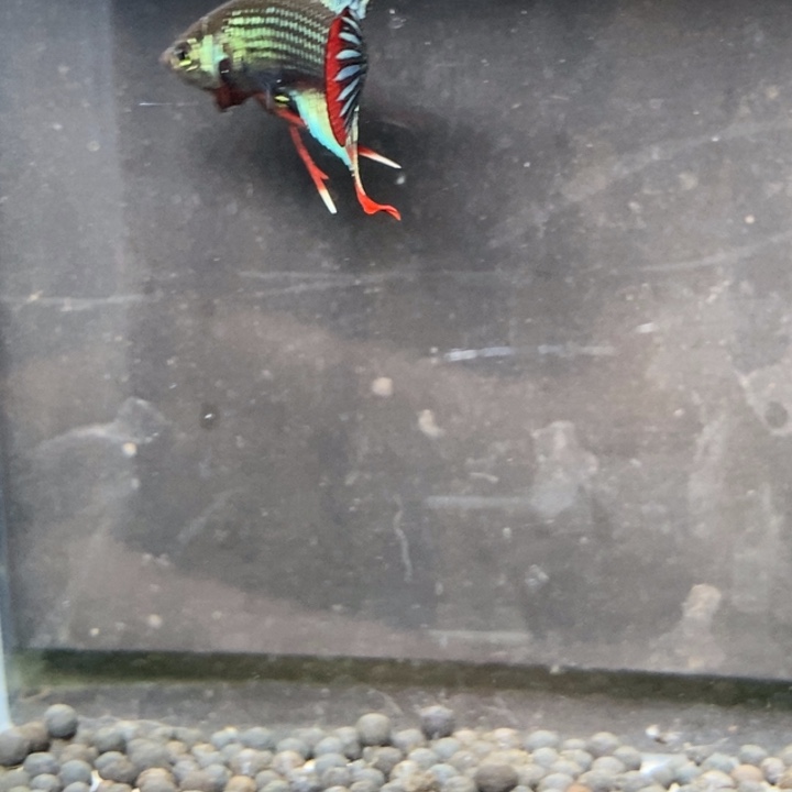 斗鱼泰国斗鱼326号