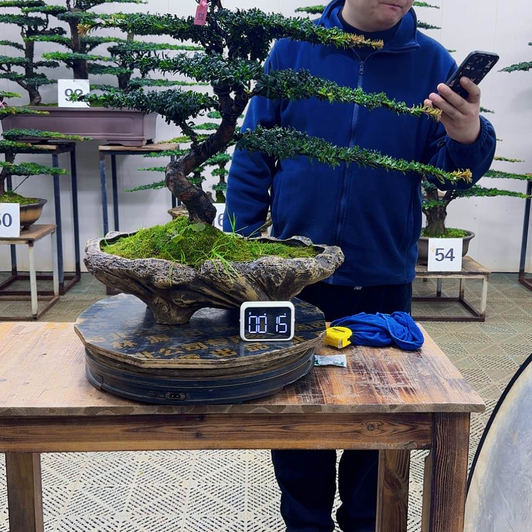 无花朵珍珠红芽罗汉松造型盆景