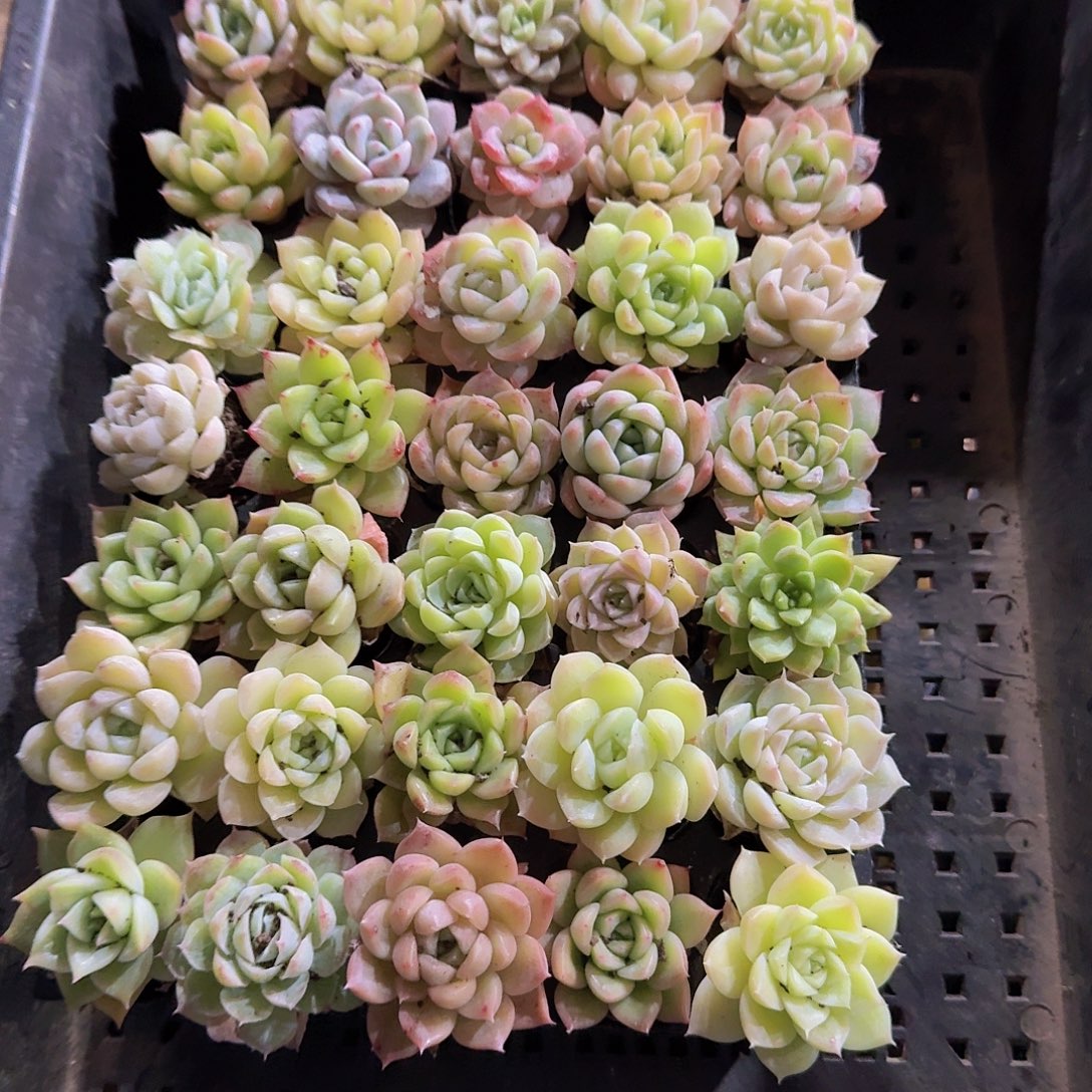 直播福利一物一拍32