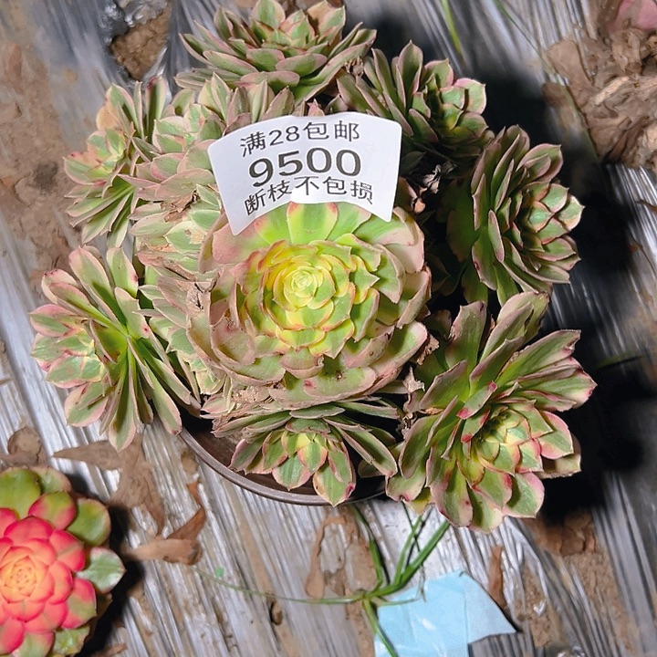 9500海仙多肉植物
