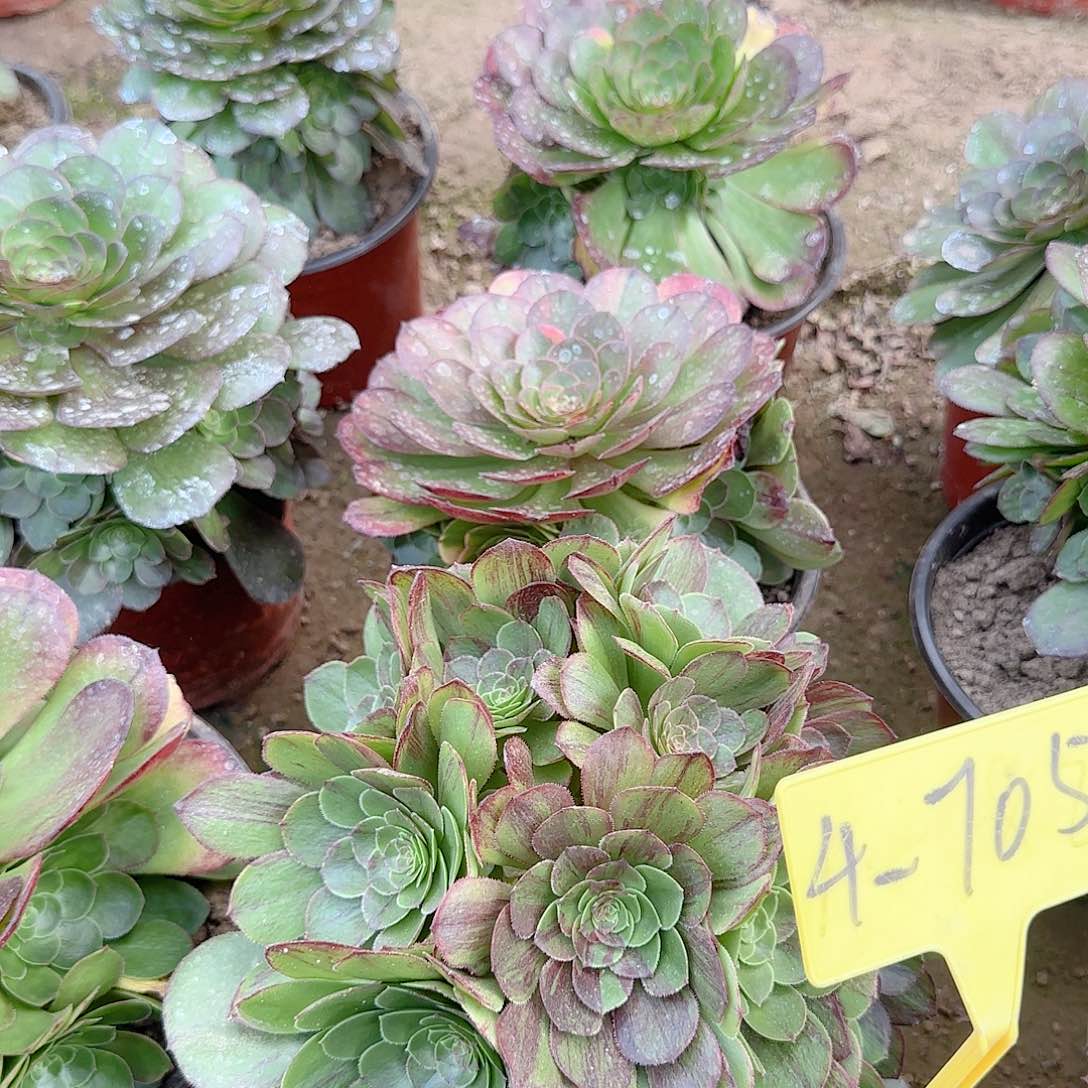 4-705--花月夜多头多肉