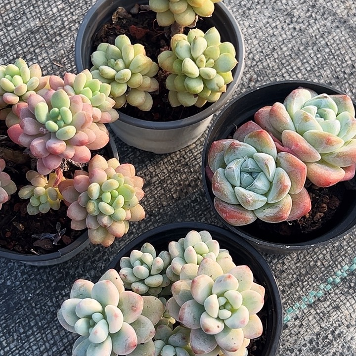 月影，劳尔锦， 双头奶油冰玉，泡泡酱，阳光玫瑰