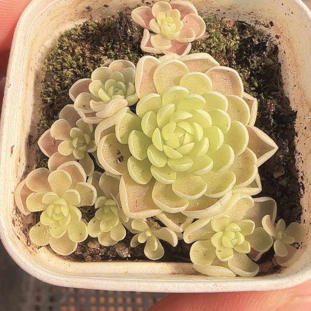 多肉1122-149捕虫堇