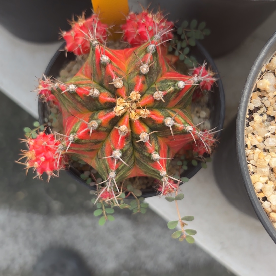 167-1209泰国发货多肉