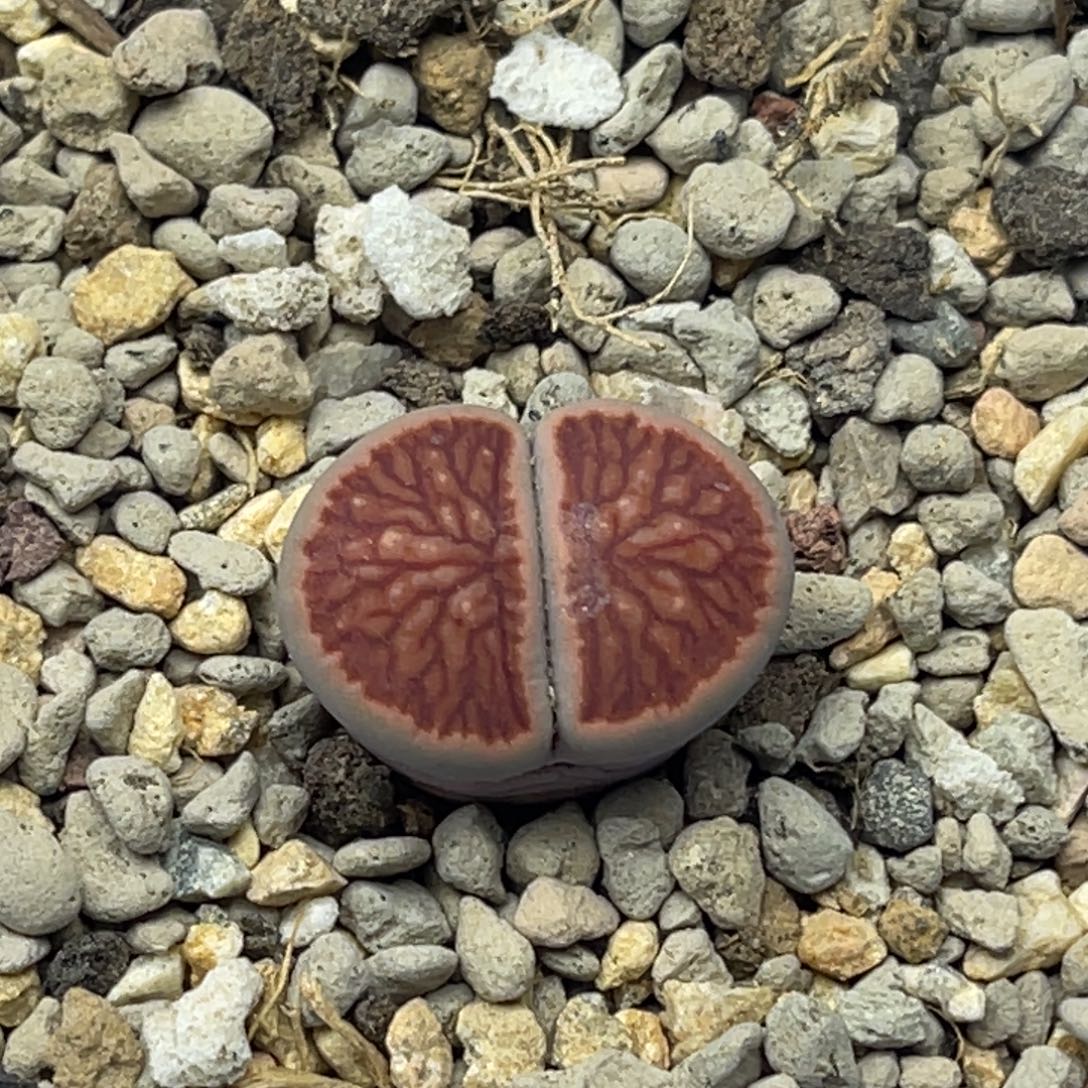 0441莲花红窗菊一颗