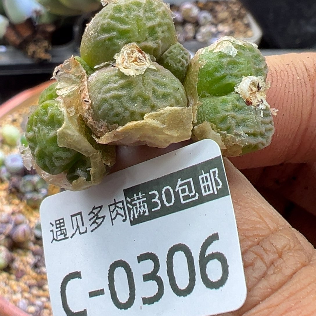 多肉植物11111111111111