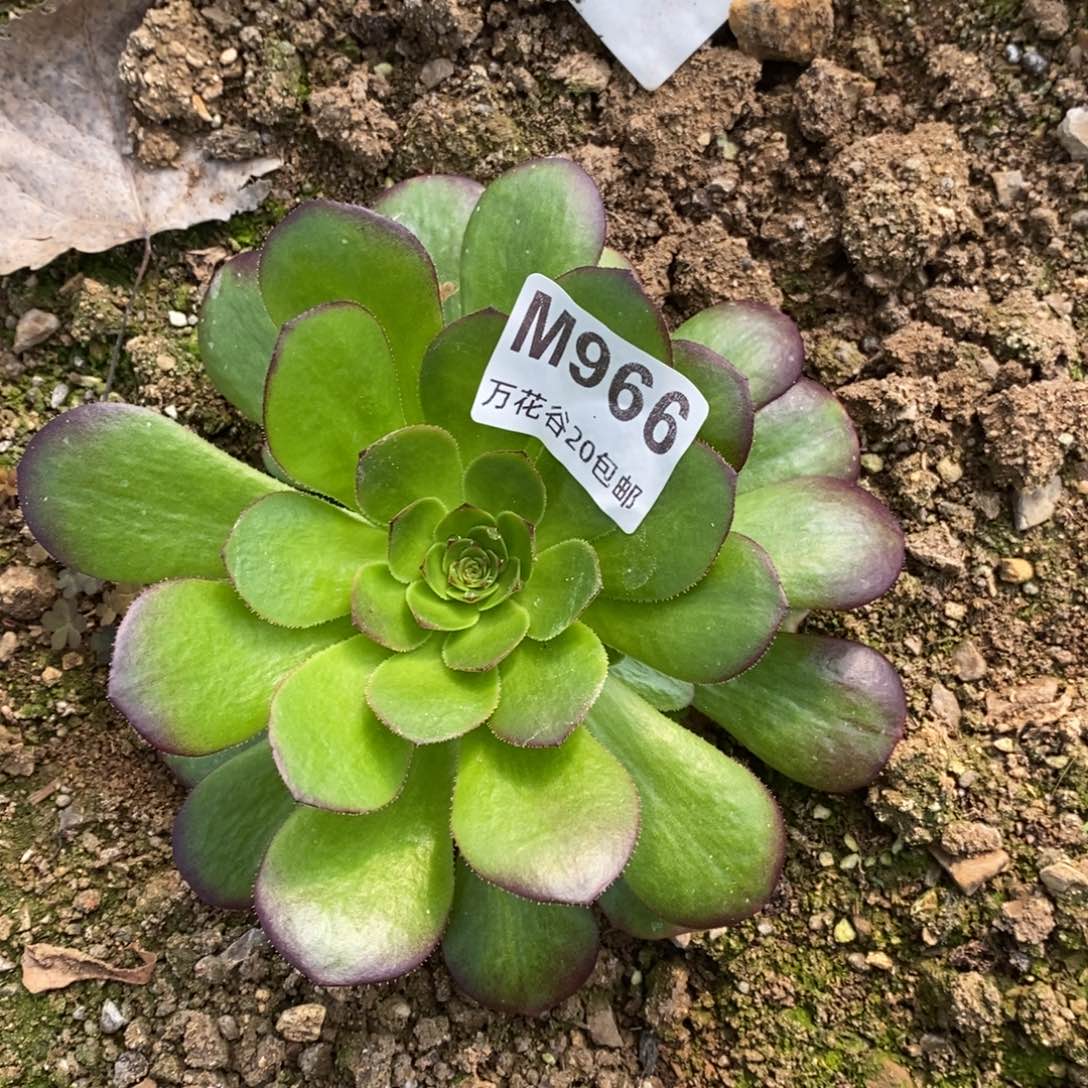 966雨荷多肉植物