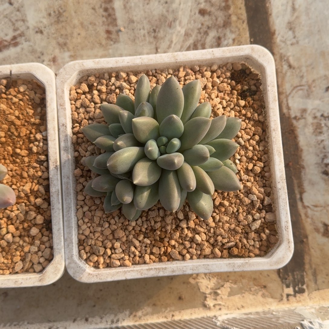 l***a胖彩体 哥特 4头 一物一拍