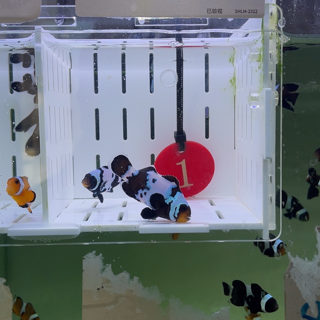 海水鱼黑冰小丑鱼