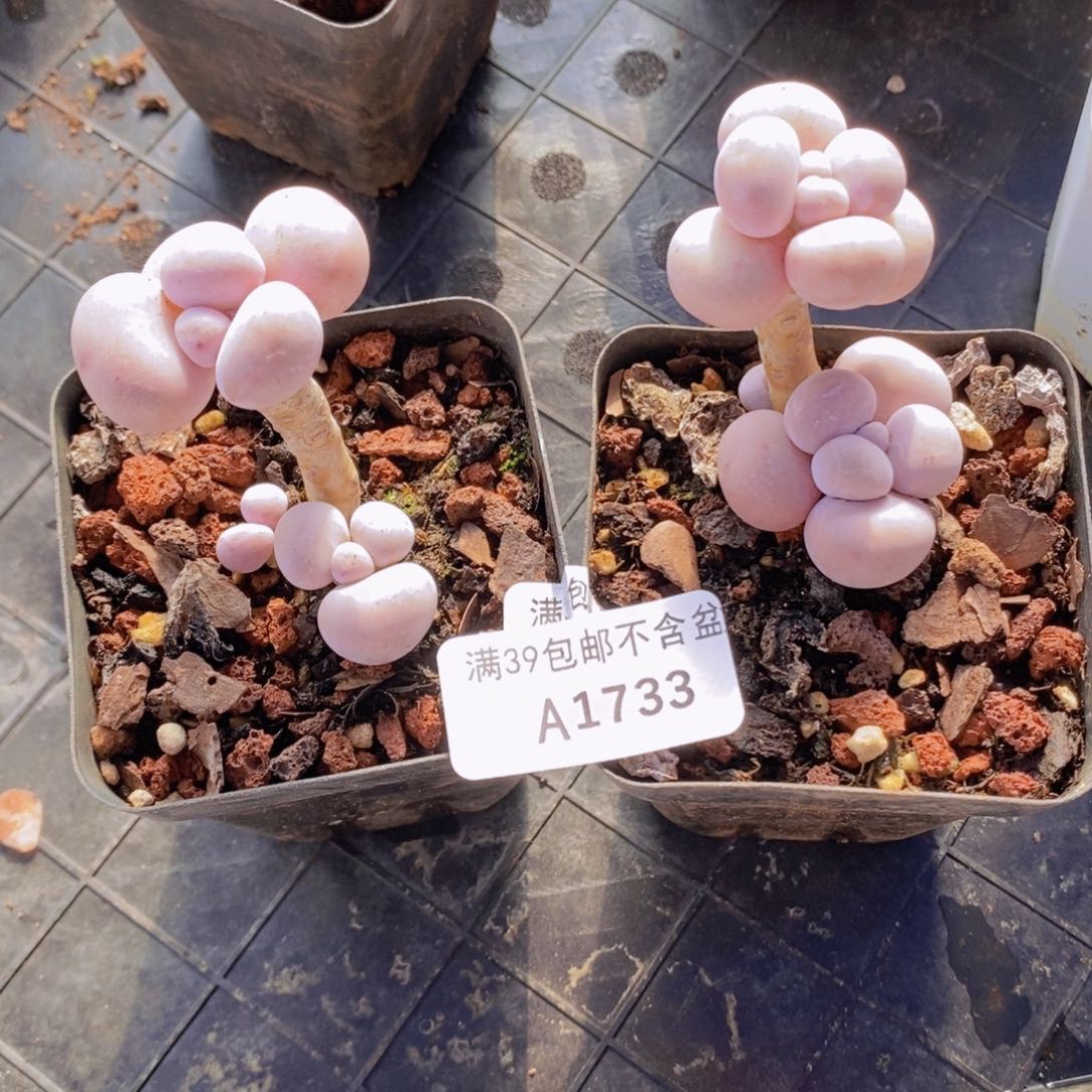 橙奶2棵1733多肉植物