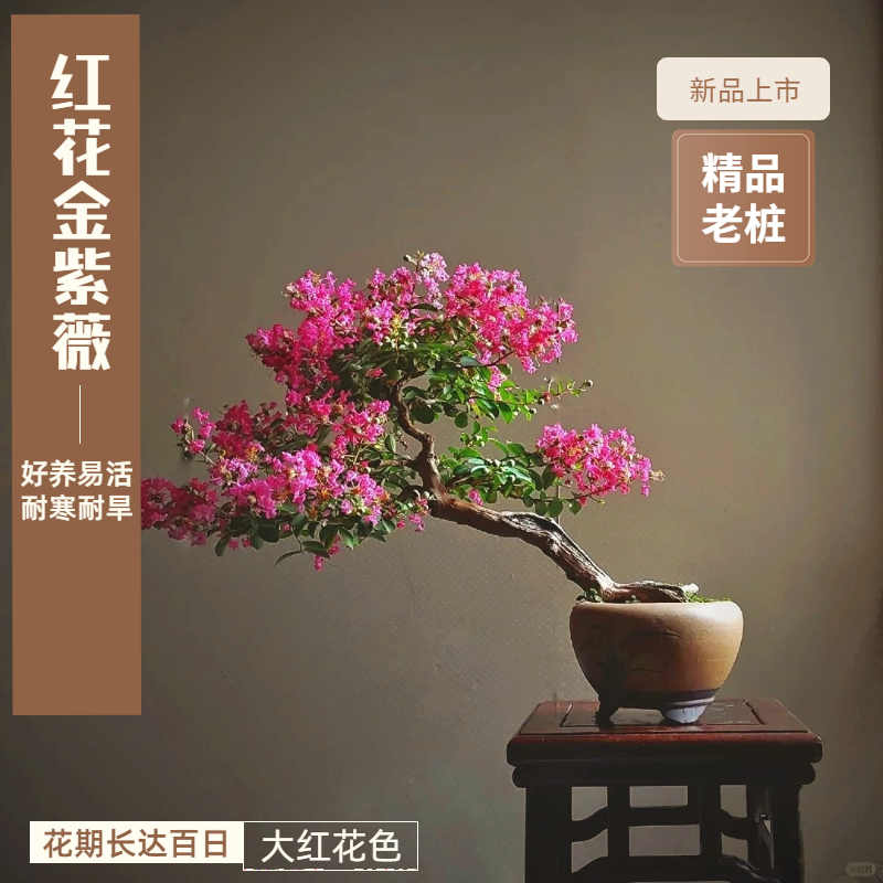 红花金紫薇盆景老桩花期长姬紫薇夏季超好养阳台室内庭院精品盆栽