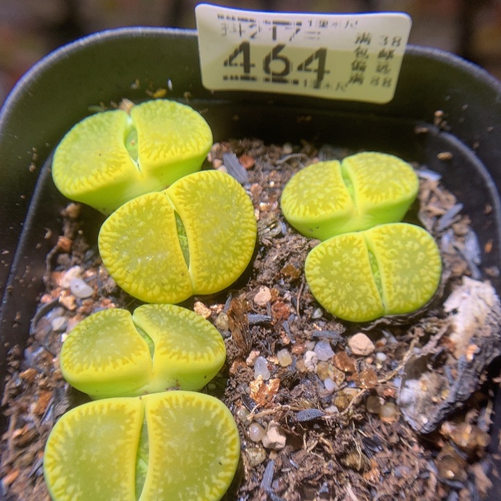 精品生石花217.464