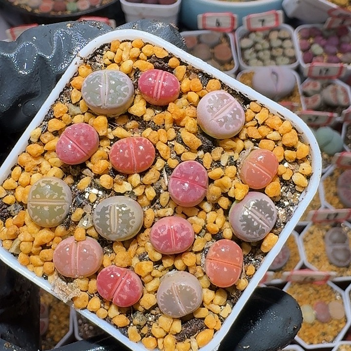 生石花2:：：。在。  519号